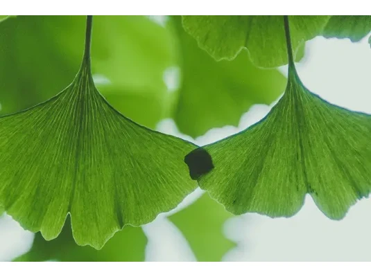 Ginkgo biloba – a memória, a koncentráció és a szellemi frissesség