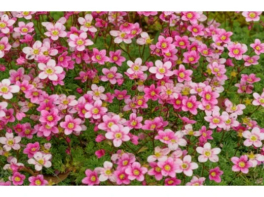 kőtörőfű, húgyutak, vesék,