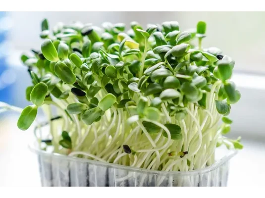 Legeldle, mikrozöldek