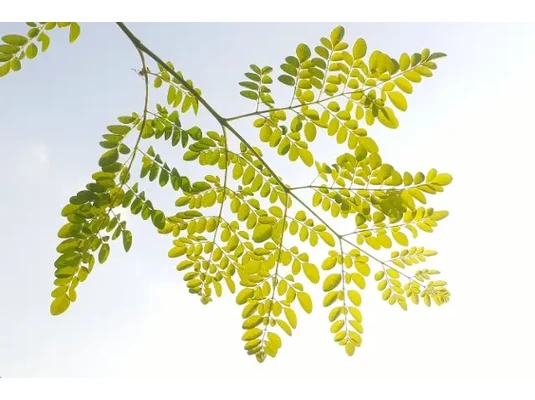 Moringa és mellékhatásai