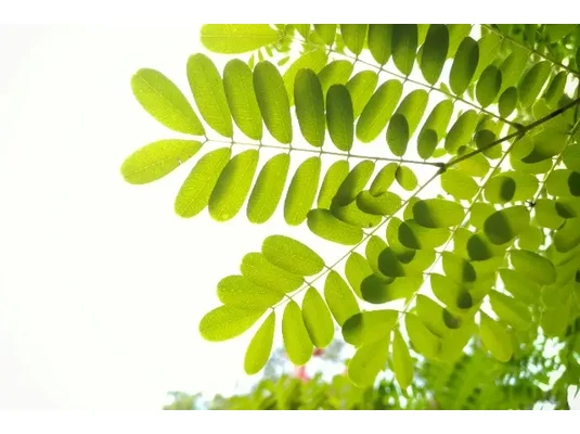 Moringa