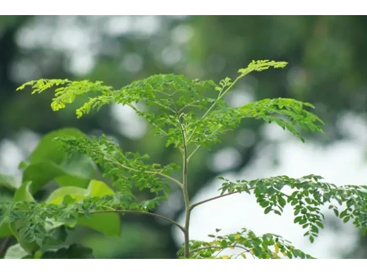 Moringa