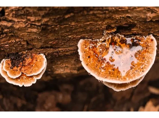 Reishi