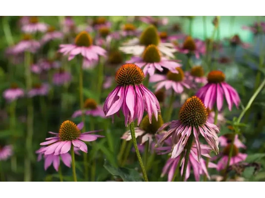 Echinacea