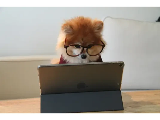 Kutya ül a laptop előtt - Koncentráció javítása