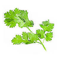 Íz Tár Korianderlevél morzsolt 10g