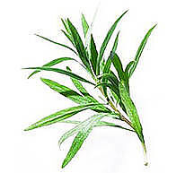 Íz Tár Tárkony francia 5g