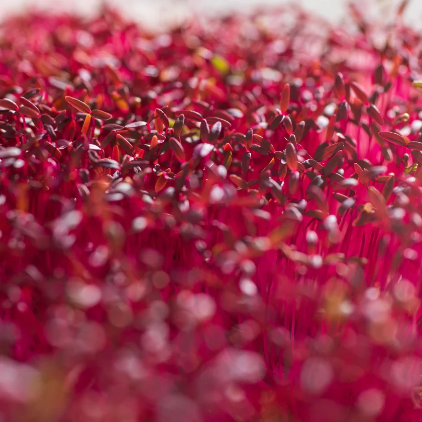Legeldle Amaránt, Red Garnet 30 g mikrozöld mag