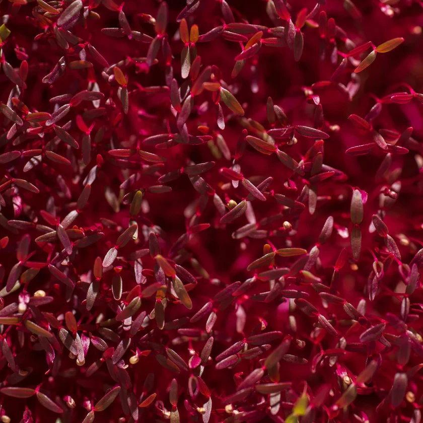Legeldle Amaránt, Red Garnet 30 g mikrozöld mag