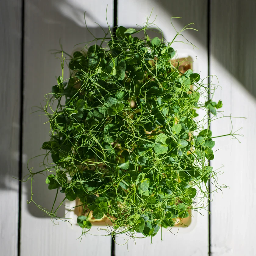 Legeldle Zöldborsó, Afila 100 g mikrozöld mag