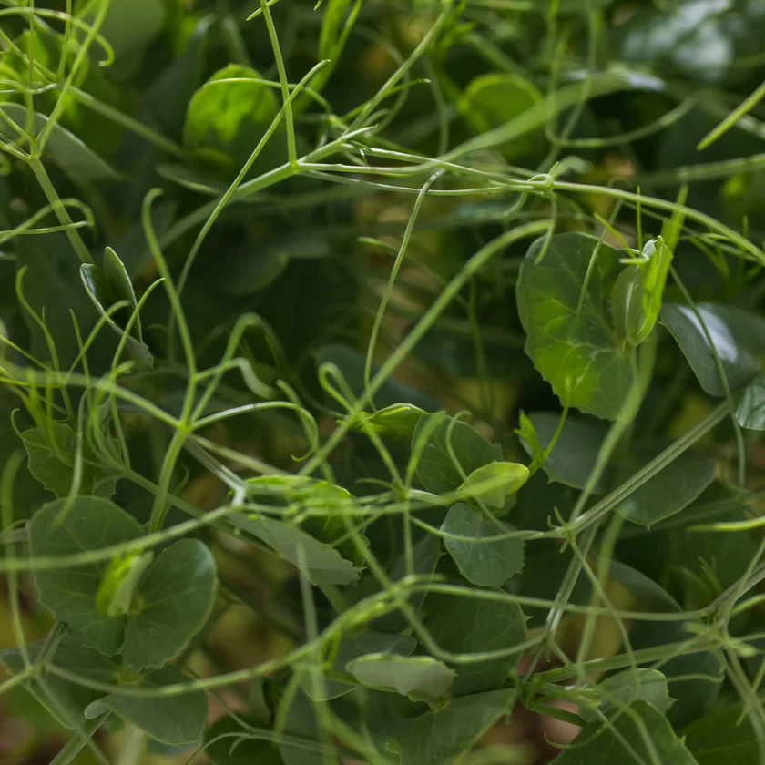 Legeldle Zöldborsó, Afila 100 g mikrozöld mag