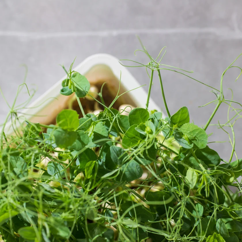 Legeldle Zöldborsó, Afila 100 g mikrozöld mag