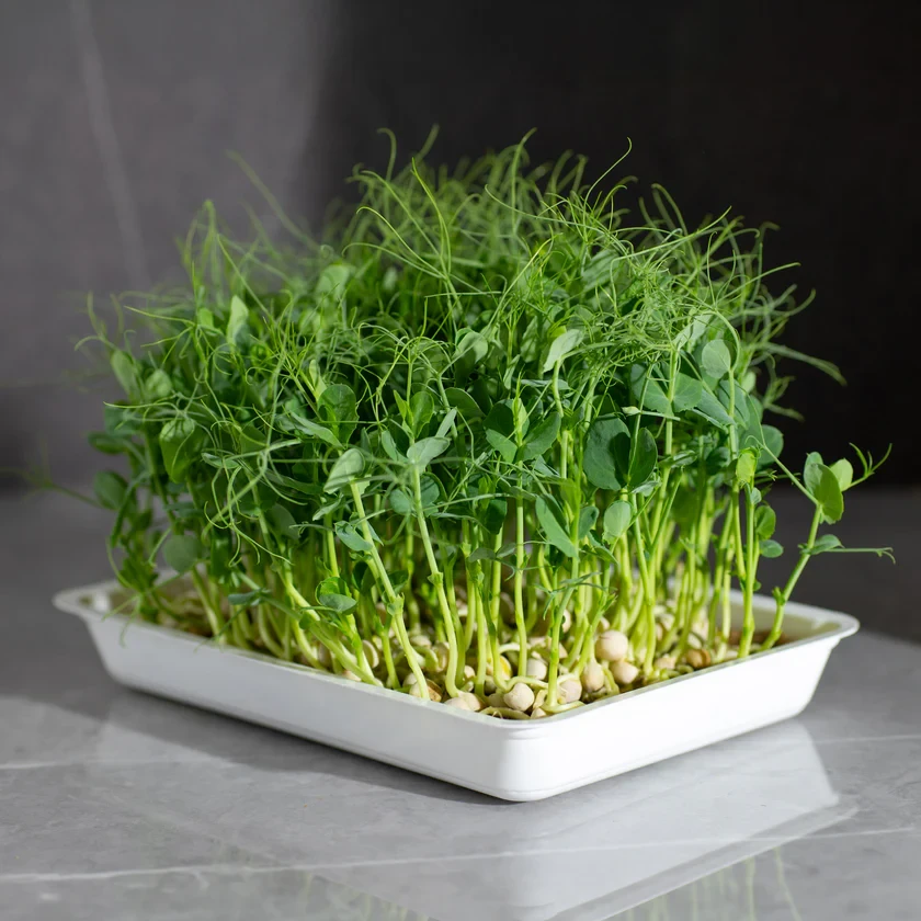 Legeldle Zöldborsó, Afila 100 g mikrozöld mag