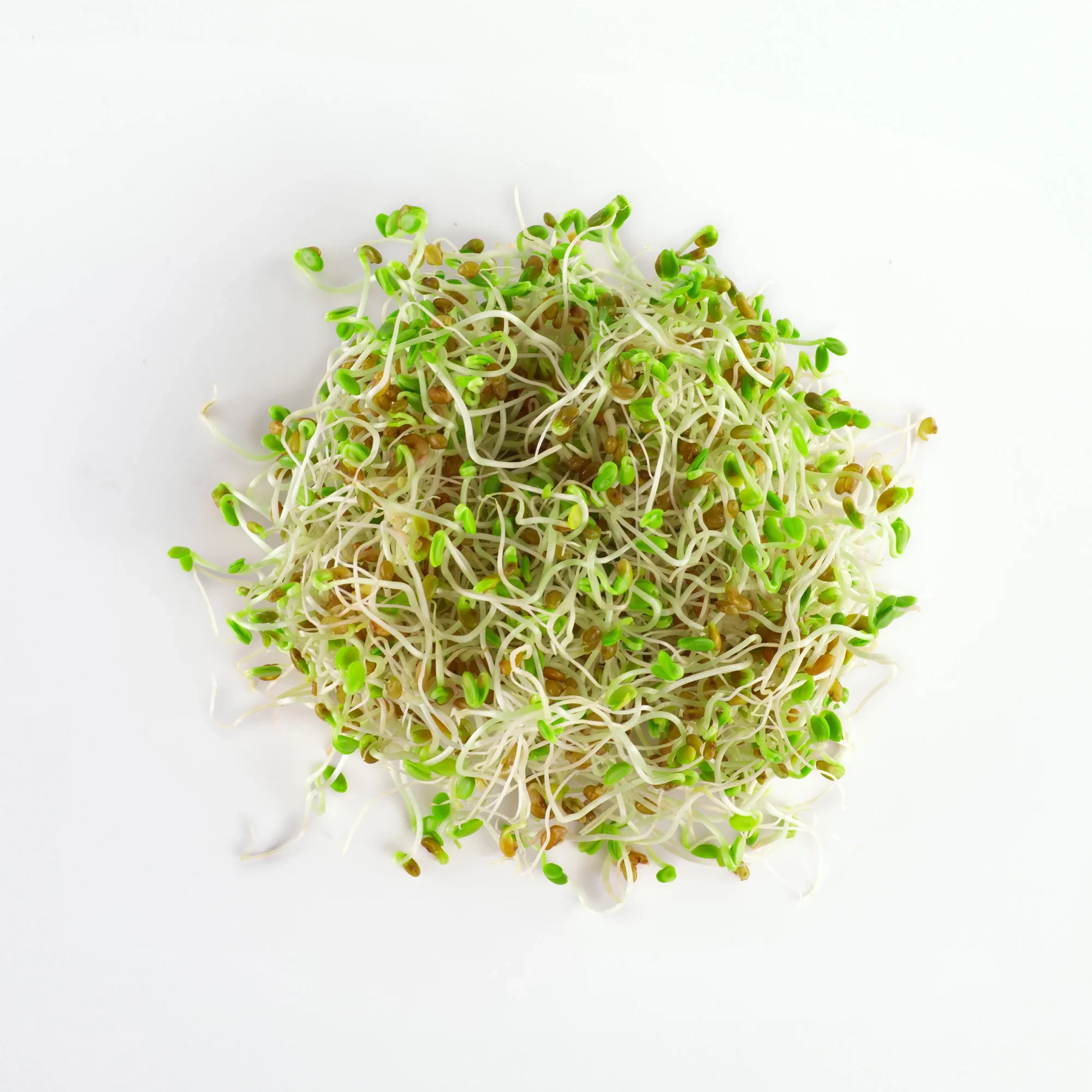 Legelde Bíborhere 150 g csíramag