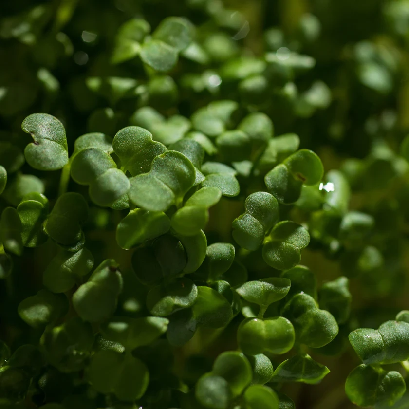 Legeldle Brokkoli, Raab 50 g mikrozöld mag