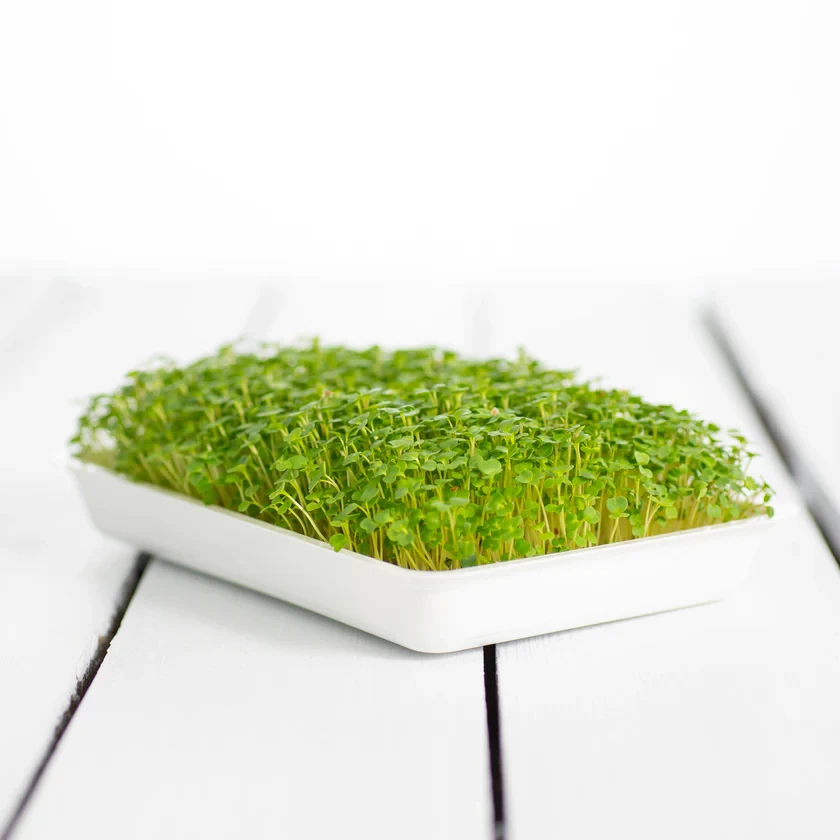 Legeldle Brokkoli, Raab 50 g mikrozöld mag