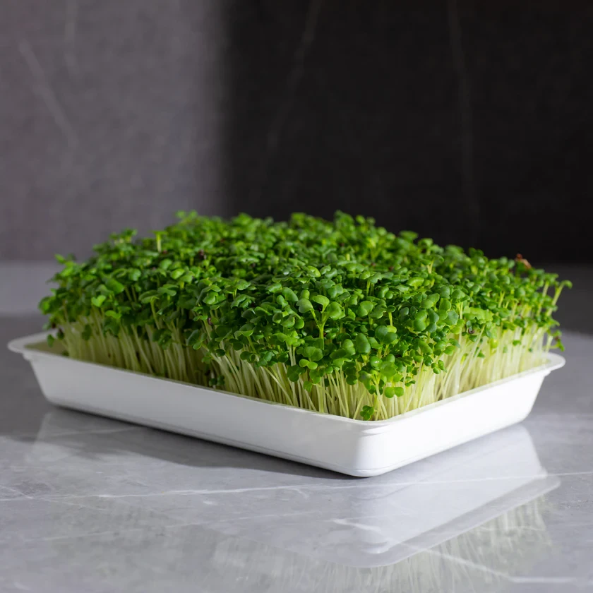 Legeldle Pak Choi 30 g mikrozöld mag