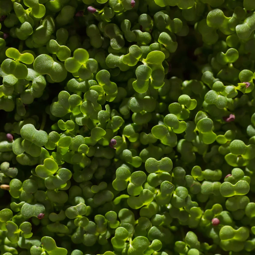 Legeldle Pak Choi 30 g mikrozöld mag