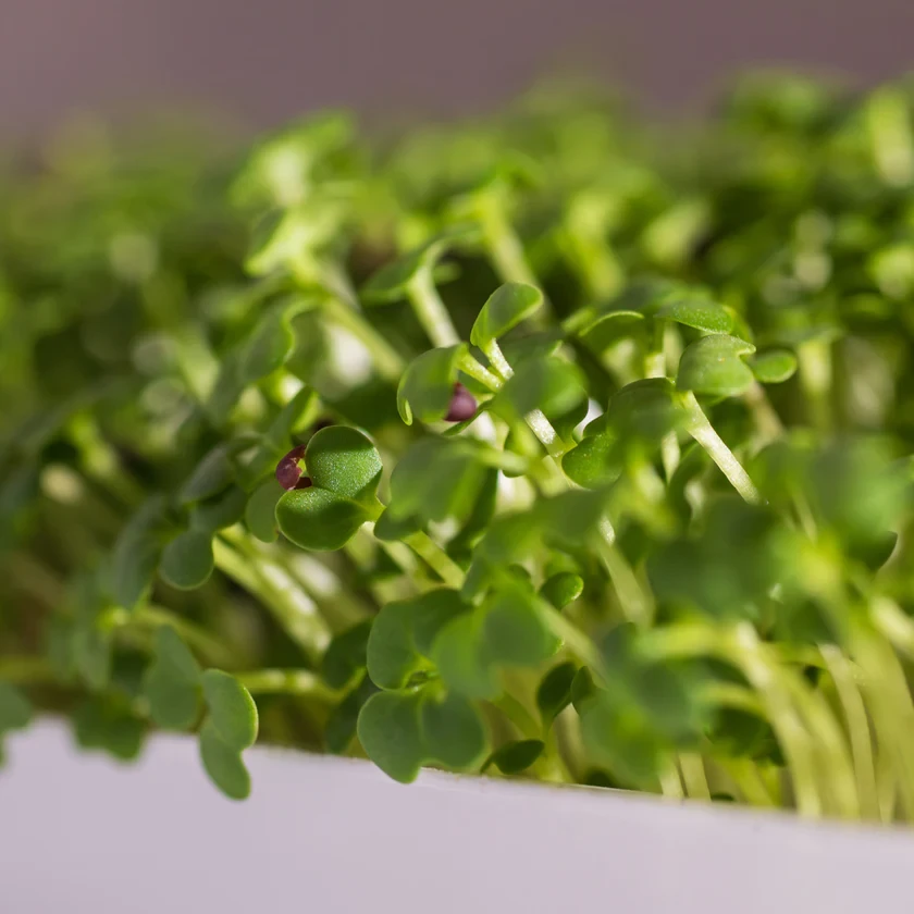 Legeldle Pak Choi 30 g mikrozöld mag