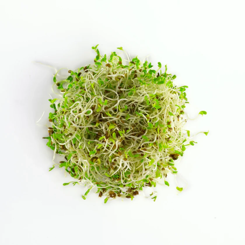 Legeldle Lucerna 150 g csíramag