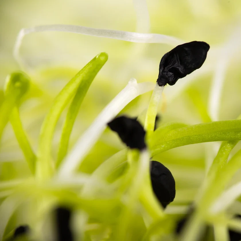 Legeldle Póréhagyma 50 g csíramag