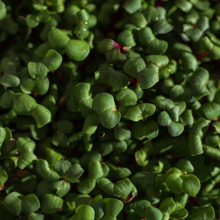 Legeldle Retek, Red Coral 100 g mikrozöld mag