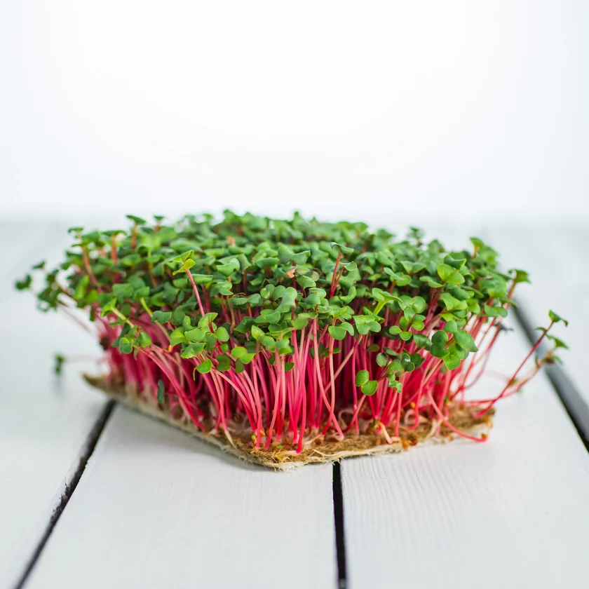 Legeldle Retek, Red Coral 100 g mikrozöld mag