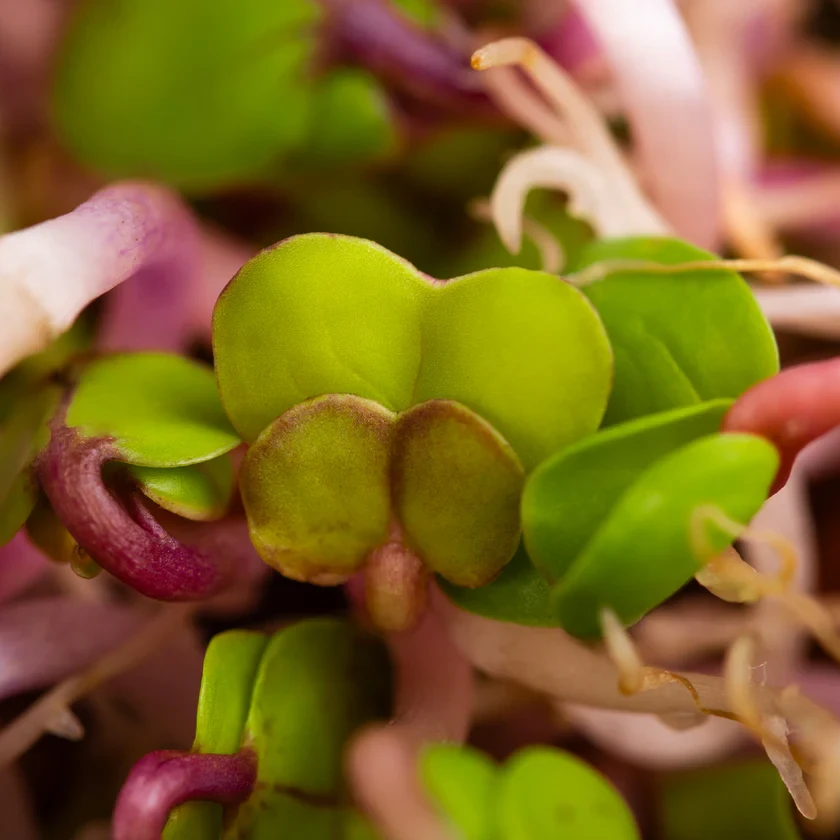 Legeldle China Rose Retek 150 g csíramag