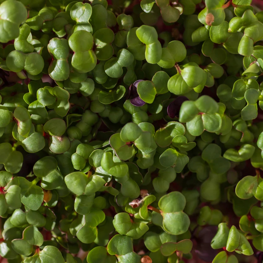 Legeldle Retek, Fusion 100 g mikrozöld magkeverék