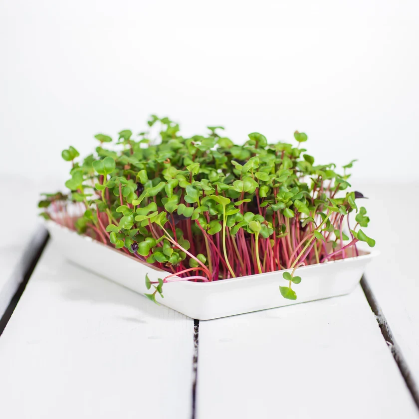 Legeldle Retek, Fusion 100 g mikrozöld magkeverék