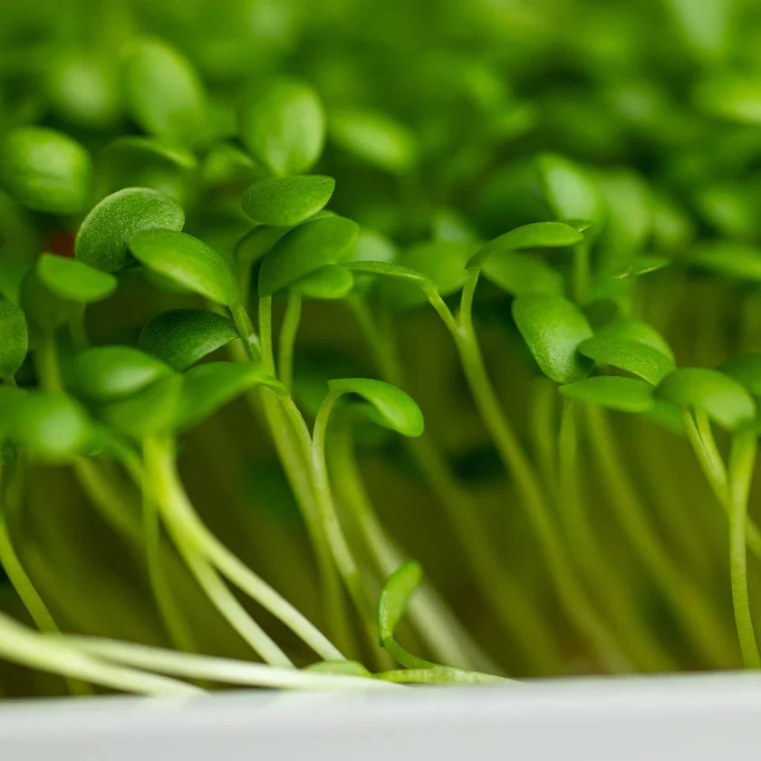 Legeldle Rukkola, Runway 50 g mikrozöld mag