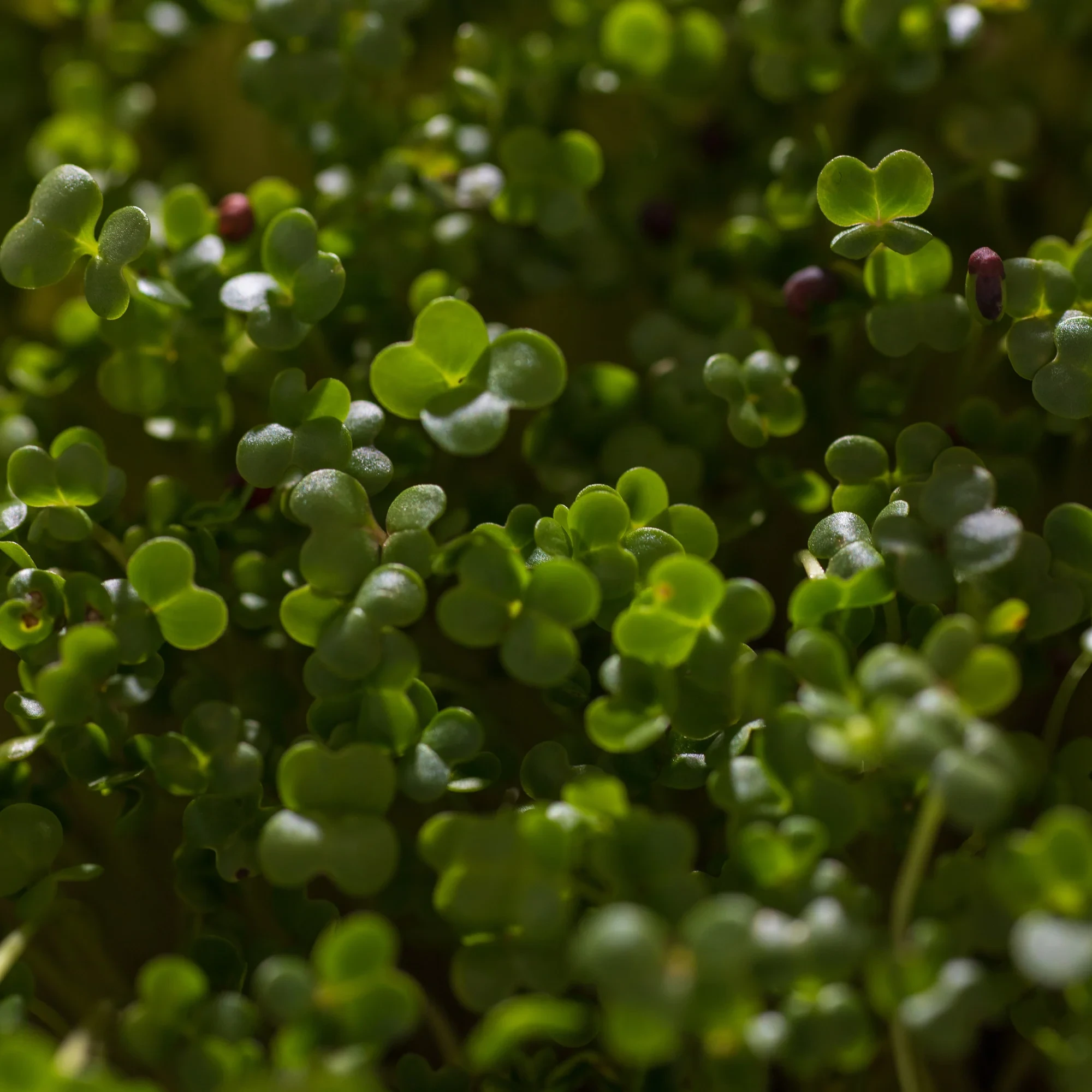 Legelde Vajrépa 50 g mikrozöld mag