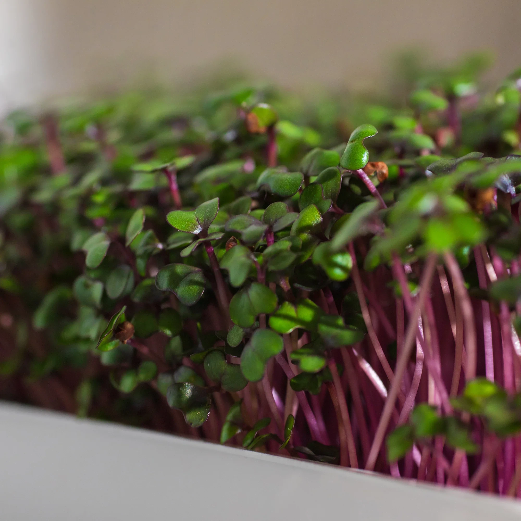 Legeldle Vöröskáposzta 30 g mikrozöld mag