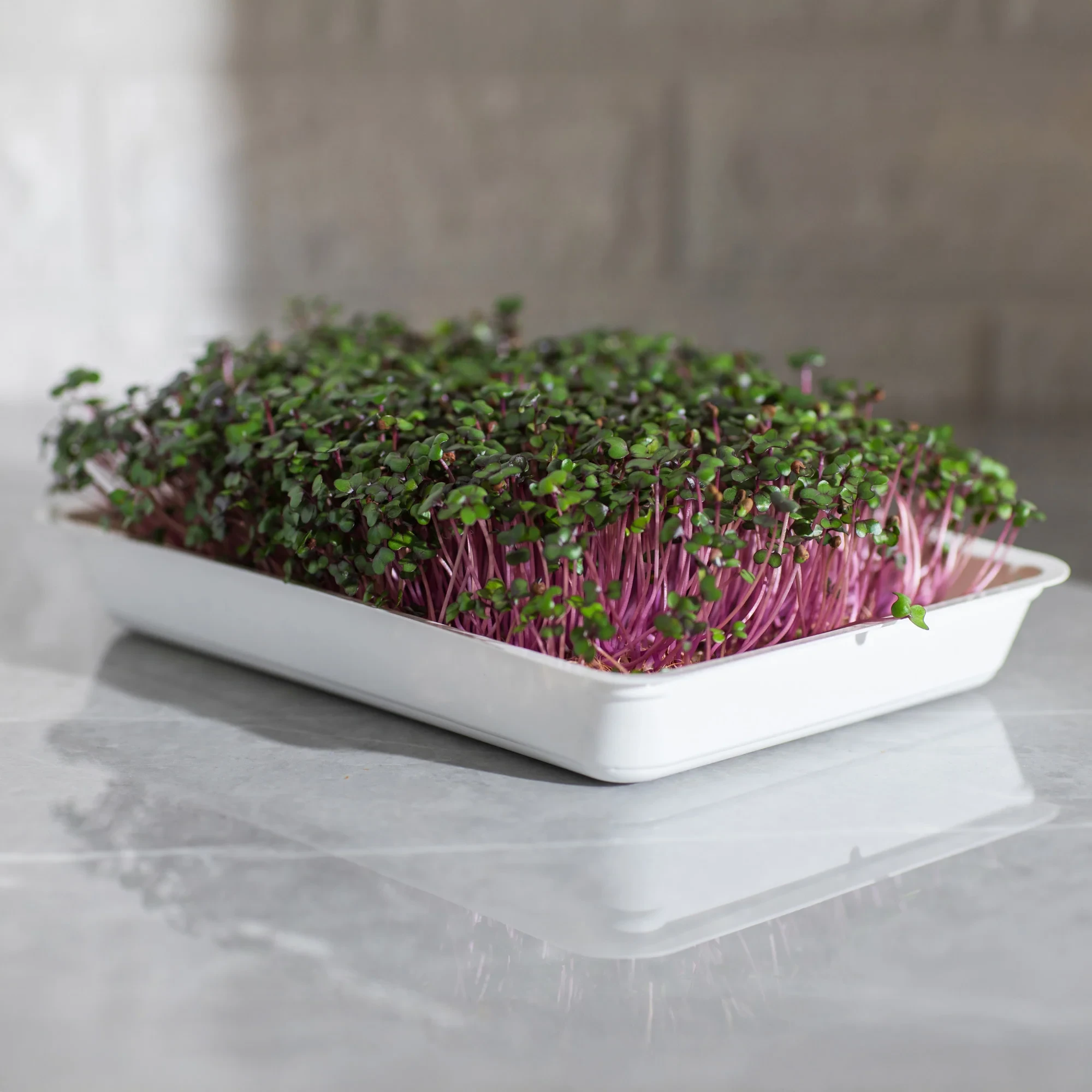 Legeldle Vöröskáposzta 30 g mikrozöld mag