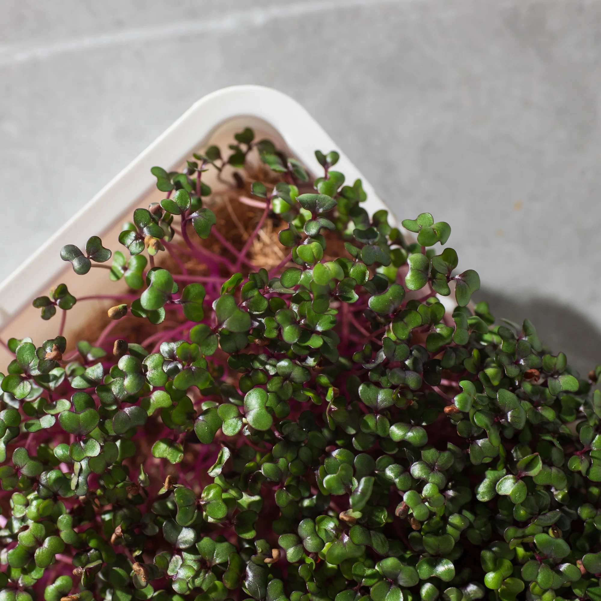 Legeldle Vöröskáposzta 30 g mikrozöld mag