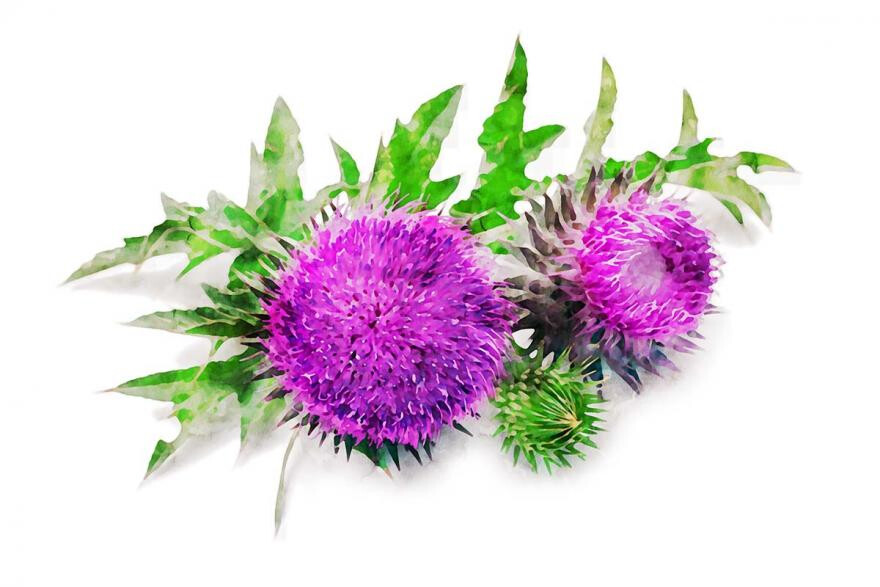 NT Szerves Máriatövis mag 60db