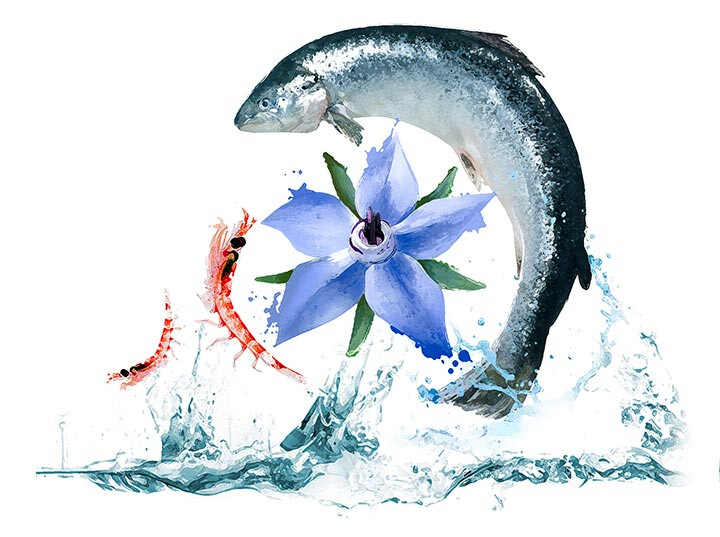 NT Szerves Omega 3-6-9 60db