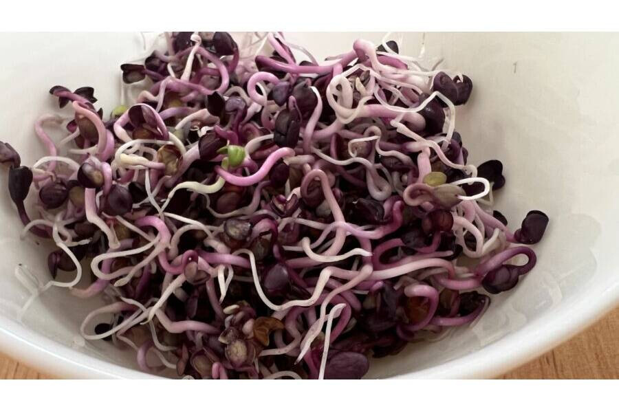 Retekmag fekete csíráztatásra 200 g