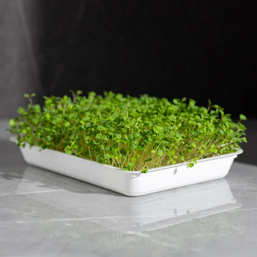 Legeldle Rukkola, Runway 50 g mikrozöld mag