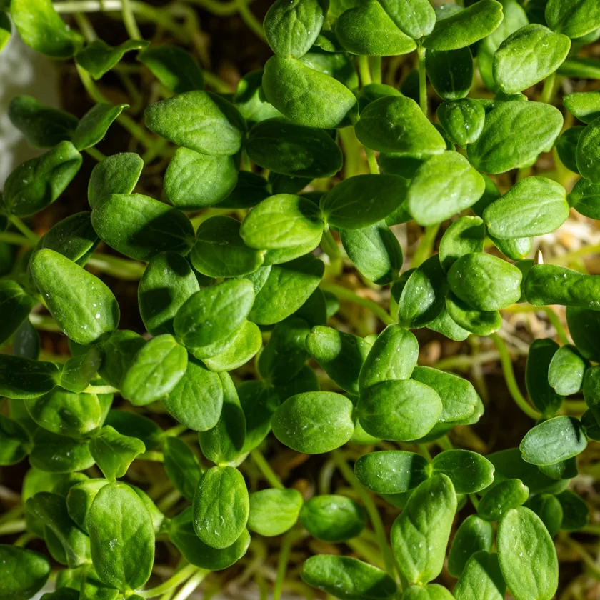 Legeldle Sárgadinnye, Hale's Best 30 g mikrozöld mag