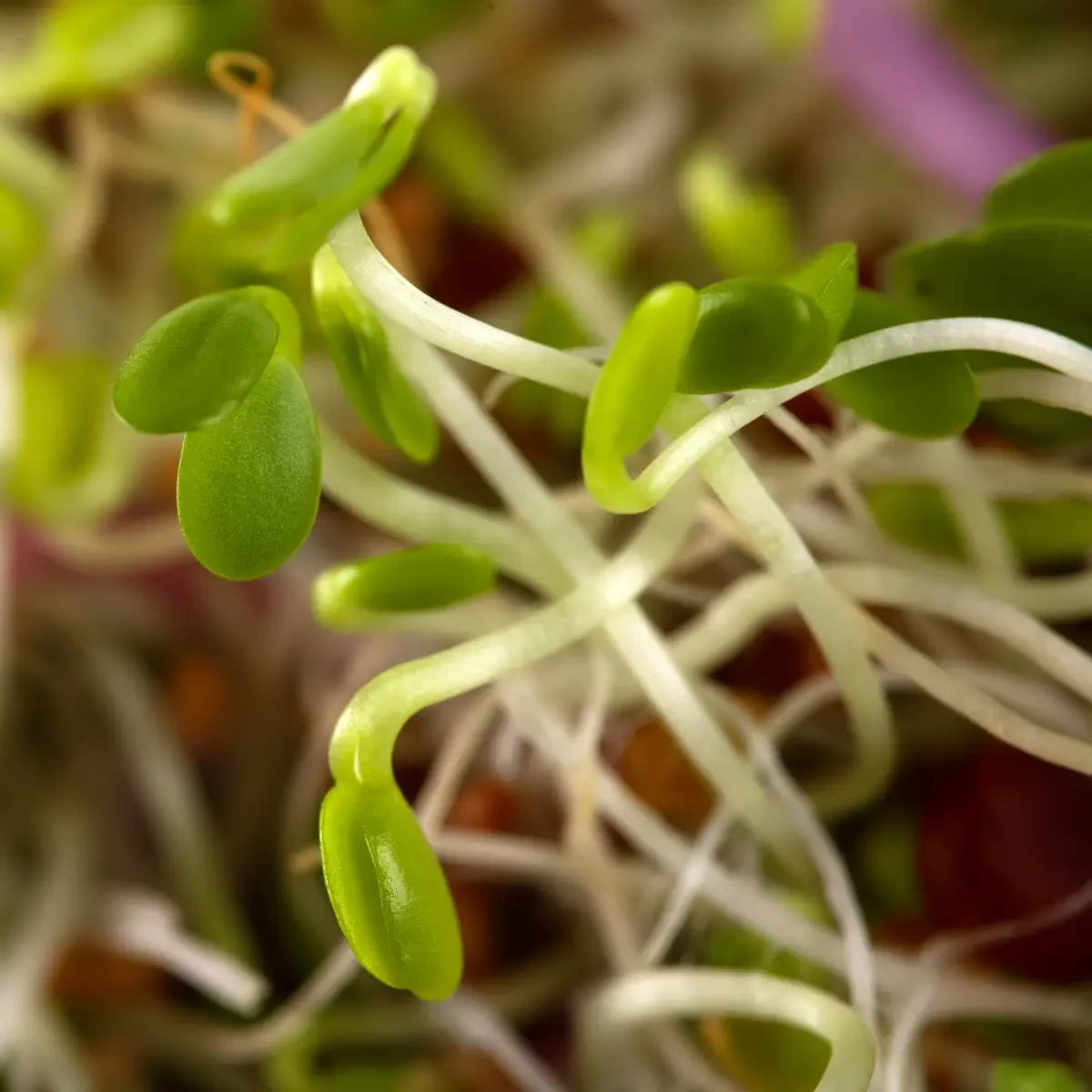 Legelde Szendvics Mix 500 g csíramagkeverék