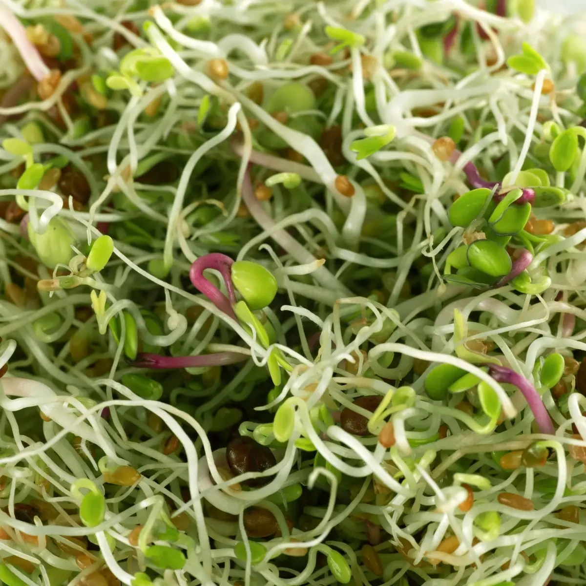 Legelde Szendvics Mix 500 g csíramagkeverék