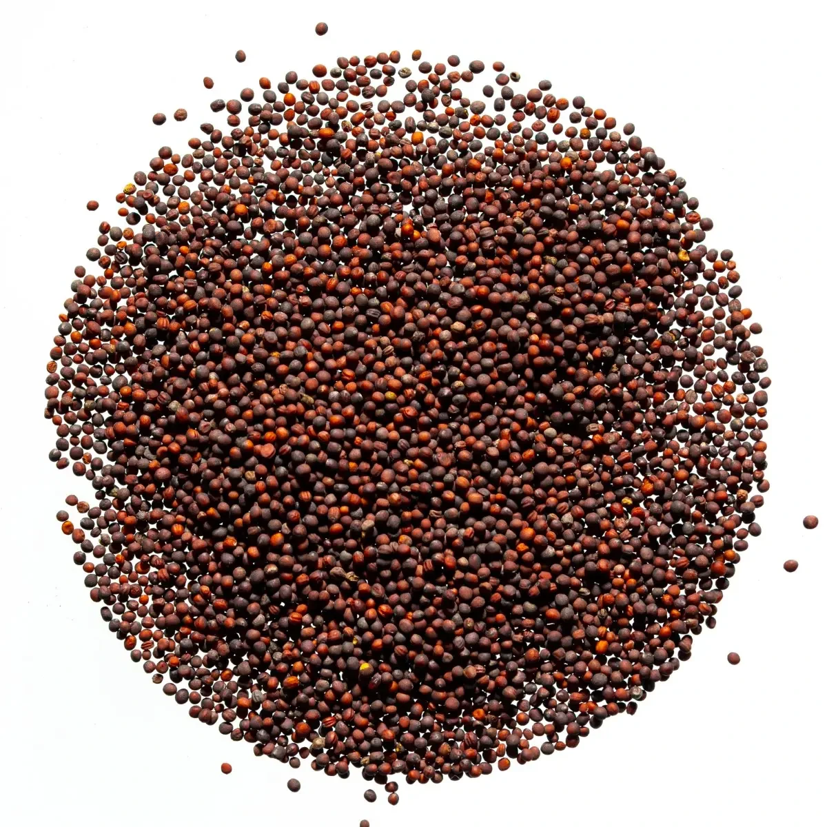 Legelde Vajrépa 50 g mikrozöld mag