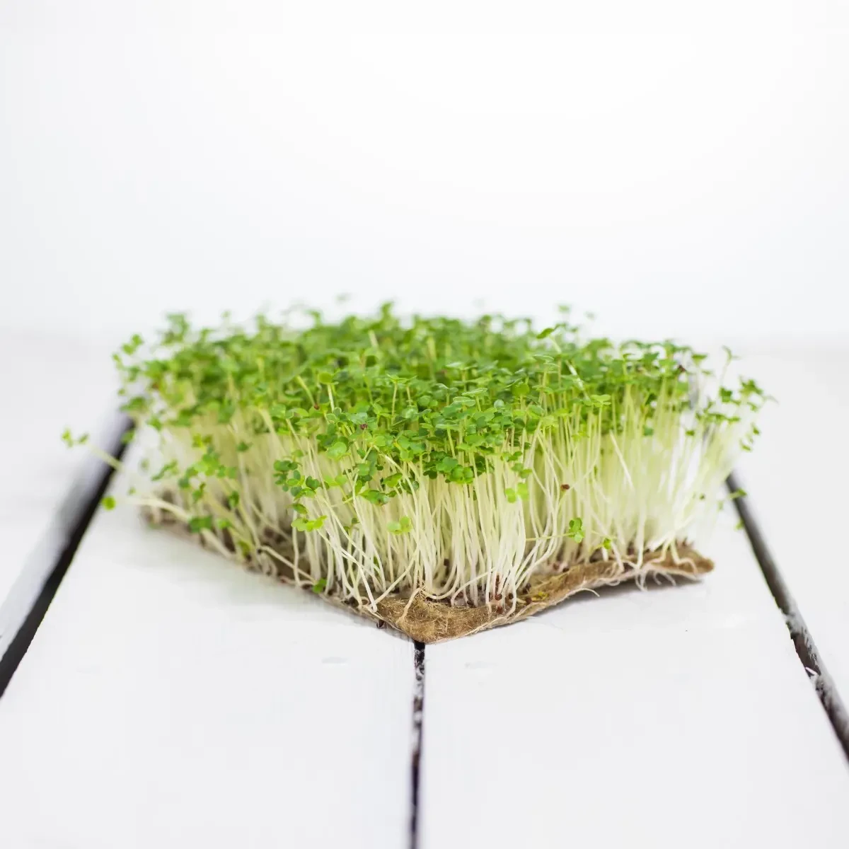 Legelde Vajrépa 50 g mikrozöld mag