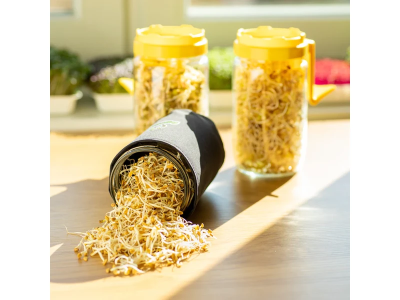 Legeldle Csírakuckó