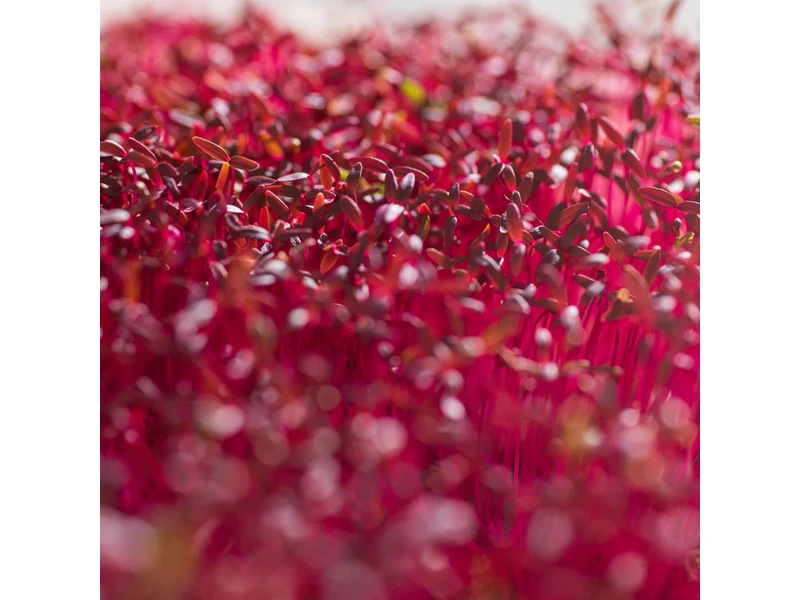 Legeldle Amaránt, Red Garnet 30 g mikrozöld mag