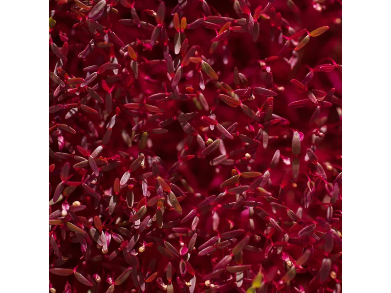 Legeldle Amaránt, Red Garnet 30 g mikrozöld mag