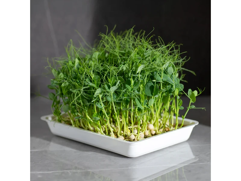 Legeldle Zöldborsó, Afila 100 g mikrozöld mag