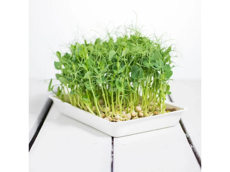 Legeldle Zöldborsó, Afila 100 g mikrozöld mag