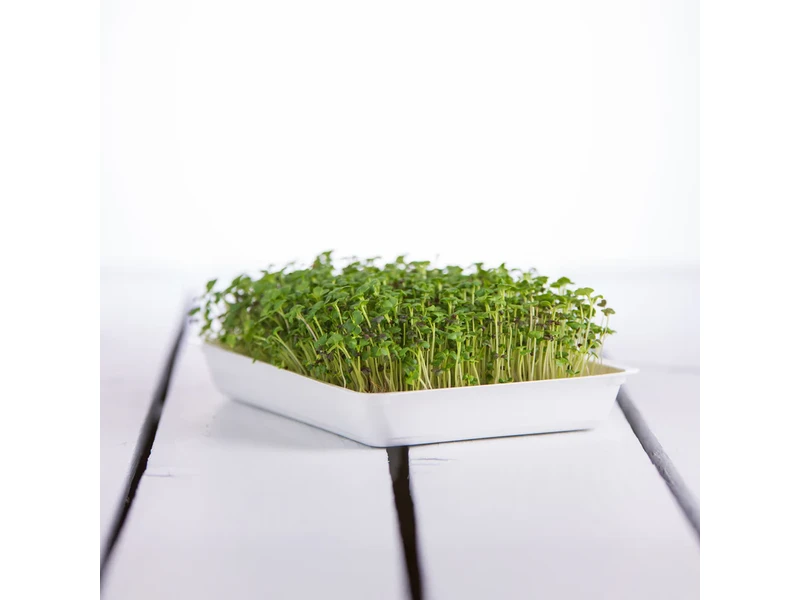 Legeldle Ázsia mix 50 g mikrozöld magkeverék